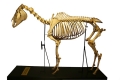 Pferde-Skelett